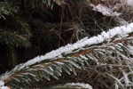 10022-tannenzweig-frost-eiskristalle