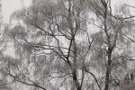 10028-birke-vereist