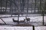 10036-rehe-frost-eis