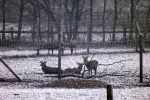 10036-rehe-frost-eis