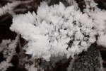 10044-blatt-vereist-eiskristalle