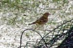 brauner-vogel-im-schnee.jpg