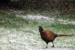 fasan-im-schnee.jpg