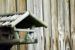 meise-am-vogelhaus.jpg