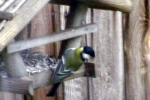 meise-koerner-vogelhaus.jpg