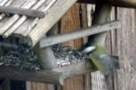 vogelfutter.jpg