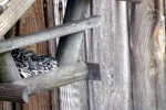 vogelhaus-ganz-nah.jpg