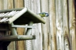 vogelhaus-mit-meise.jpg