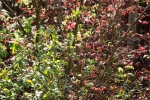 5939-quitte-rote-blaetter