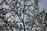 5945-kirschbaum-ast