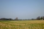 5950-stoppel-feld