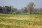 5951-feld-alte-stoppeln-frisches-gruen