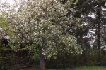 5959-bluehender-apfelbaum