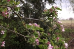 5965-apfelbaum-ast-blueten