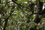 5967-apfelbaum-ast-blueten