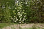 5997-junger-apfelbaum