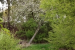 6001-apfelbaum-in-bluete