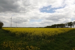 6008-gelbes-feld-wolken-sonnenschein