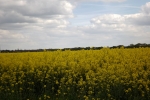 6009-gelbes-feld-wolken-sonnenschein