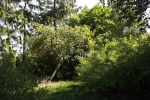 6071-apfelbaum