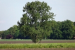 6083-grosser-baum
