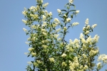 6152-bluehemde-traubenkirsche