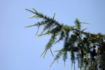 6178-nadelbaum-ast-frische-triebe