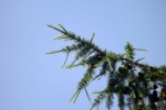6179-nadelbaum-ast