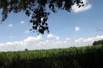 6194-junges-maisfeld