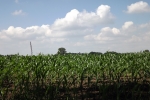 6196-junges-maisfeld