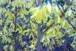 forsythie-blute-detail-1