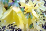 forsythie-blute-detail-2