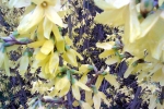 forsythie-blute-detail-3