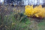 forsythie-gesammt