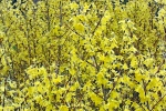 forsythien-busch