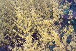 forsythien