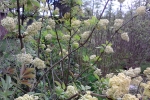 kleiner-baum-blute