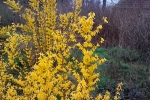 kraftig-bluhende-forsythie