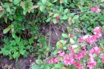 rosa-bluten