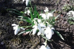 schneeglockchen schneeglockchen