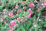 zweig-mit-rosa-bluten