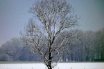 baum-auf-feld-winter-4693