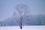 baum-auf-feld-winter-4694