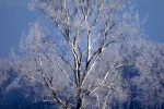 baum-auf-feld-winter-4715