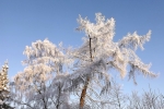 frostig-baum-4710