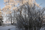 frostiger-morgen-4723