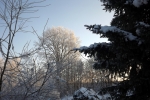 frostiger-morgen-4728