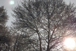 frostiger-morgen-4745