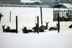 rehe-hirsche-schnee-4690