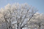 vereisste-aeste-4738